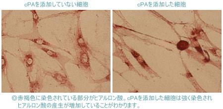 化粧品グレイス 適応皮膚